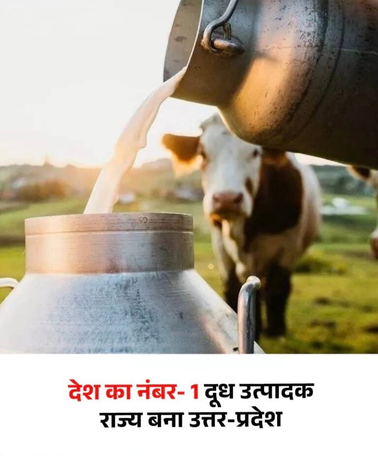 उत्तर प्रदेश बना दूध उत्पादन में नंबर-1 राज्य